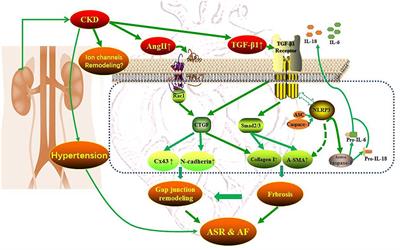 Does Chronic Kidney Disease Result in High Risk of Atrial Fibrillation?